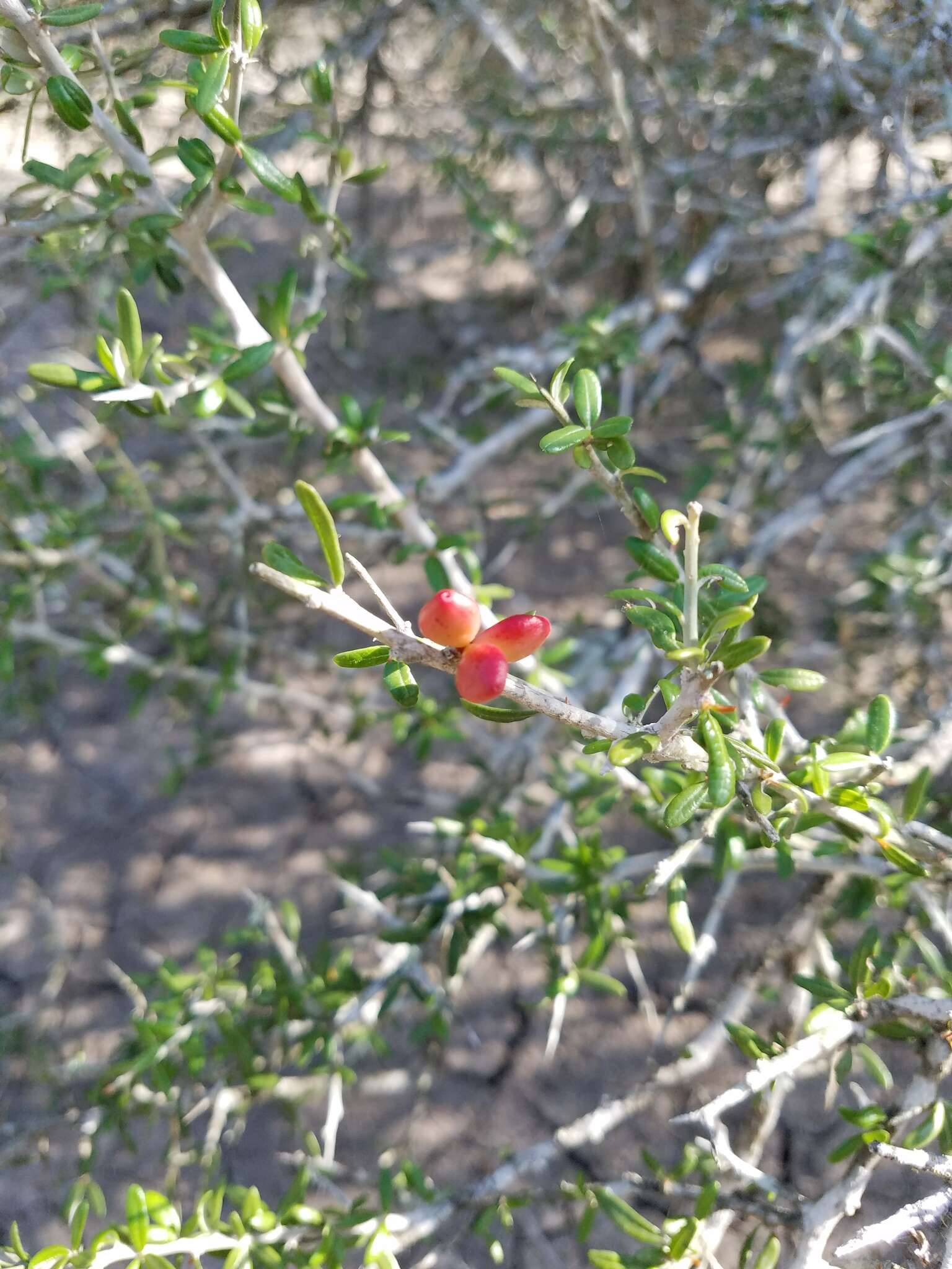 Image of Castela erecta subsp. texana (Torr. & A. Gray) Cronquist