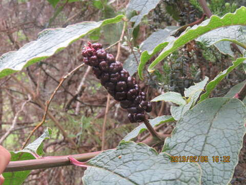 Image of Hawai'i pokeweed