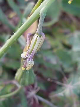 Image of Coincya monensis var. johnstonii