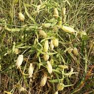 Image of Silene procumbens Murr.