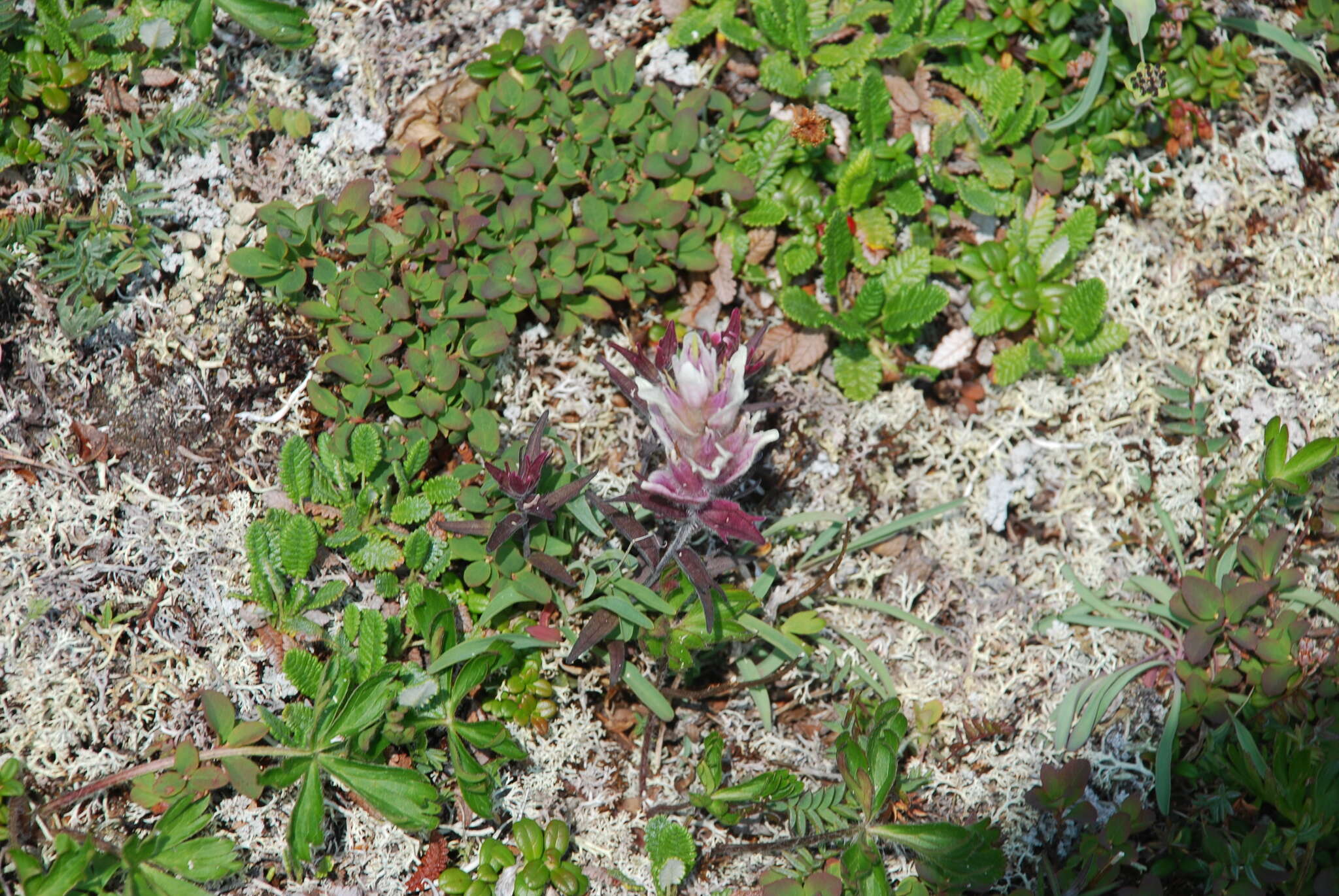 Image of Castilleja pallida subsp. pavlovii (Rebr.) A. & D. Löve