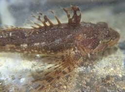 Image of Sharpnose sculpin