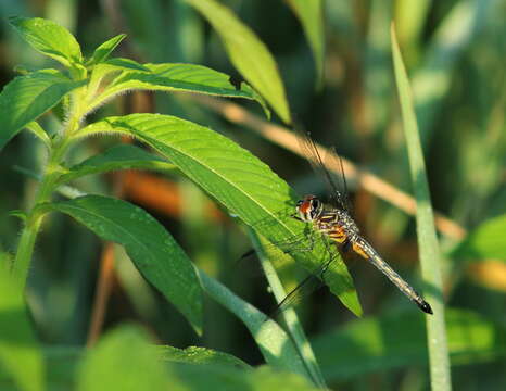 Image of Blue Dasher