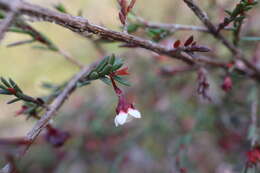 Image of Euryomyrtus ramosissima subsp. prostrata (Hook. fil.) Trudgen