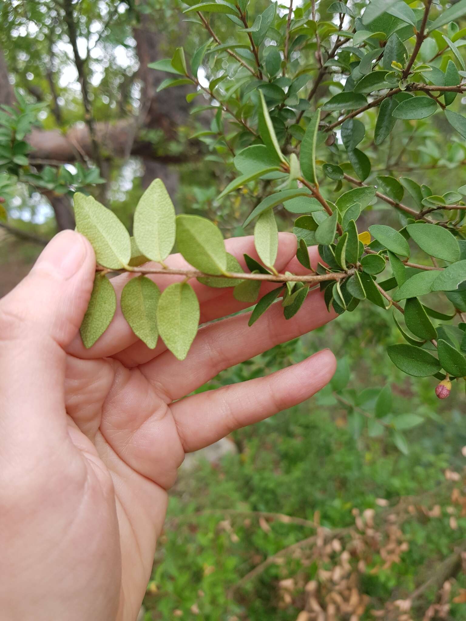 Myrceugenia resmi