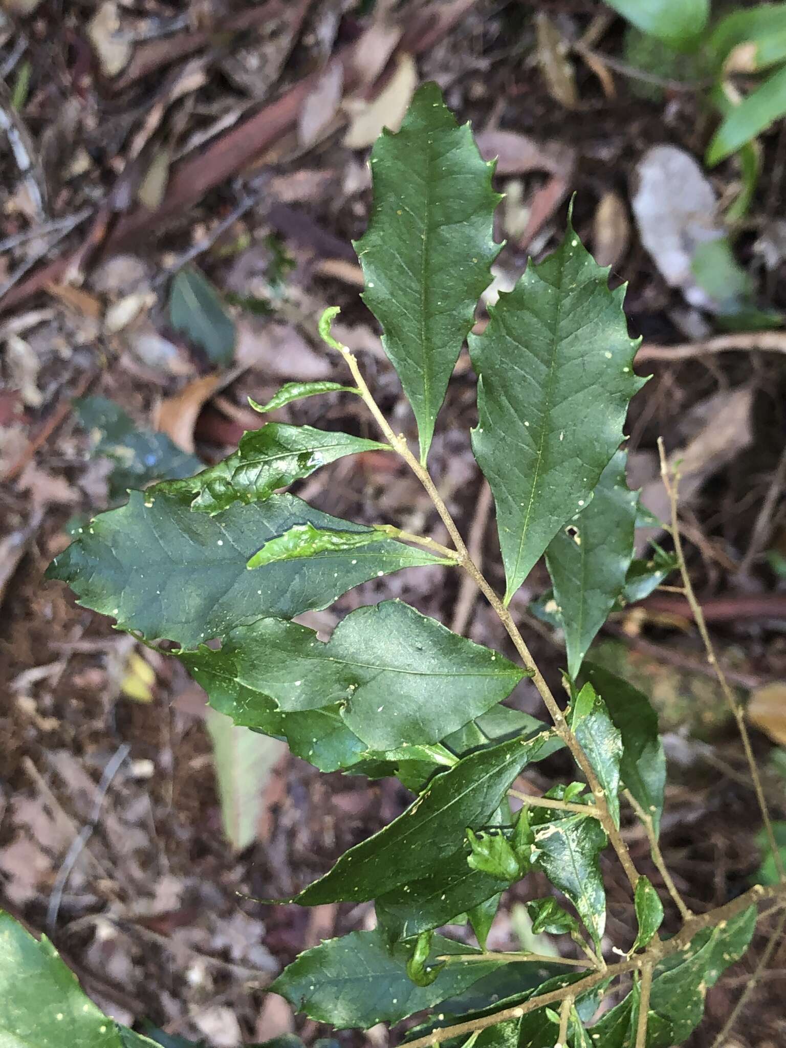 Image of Symplocos baeuerlenii R. T. Baker