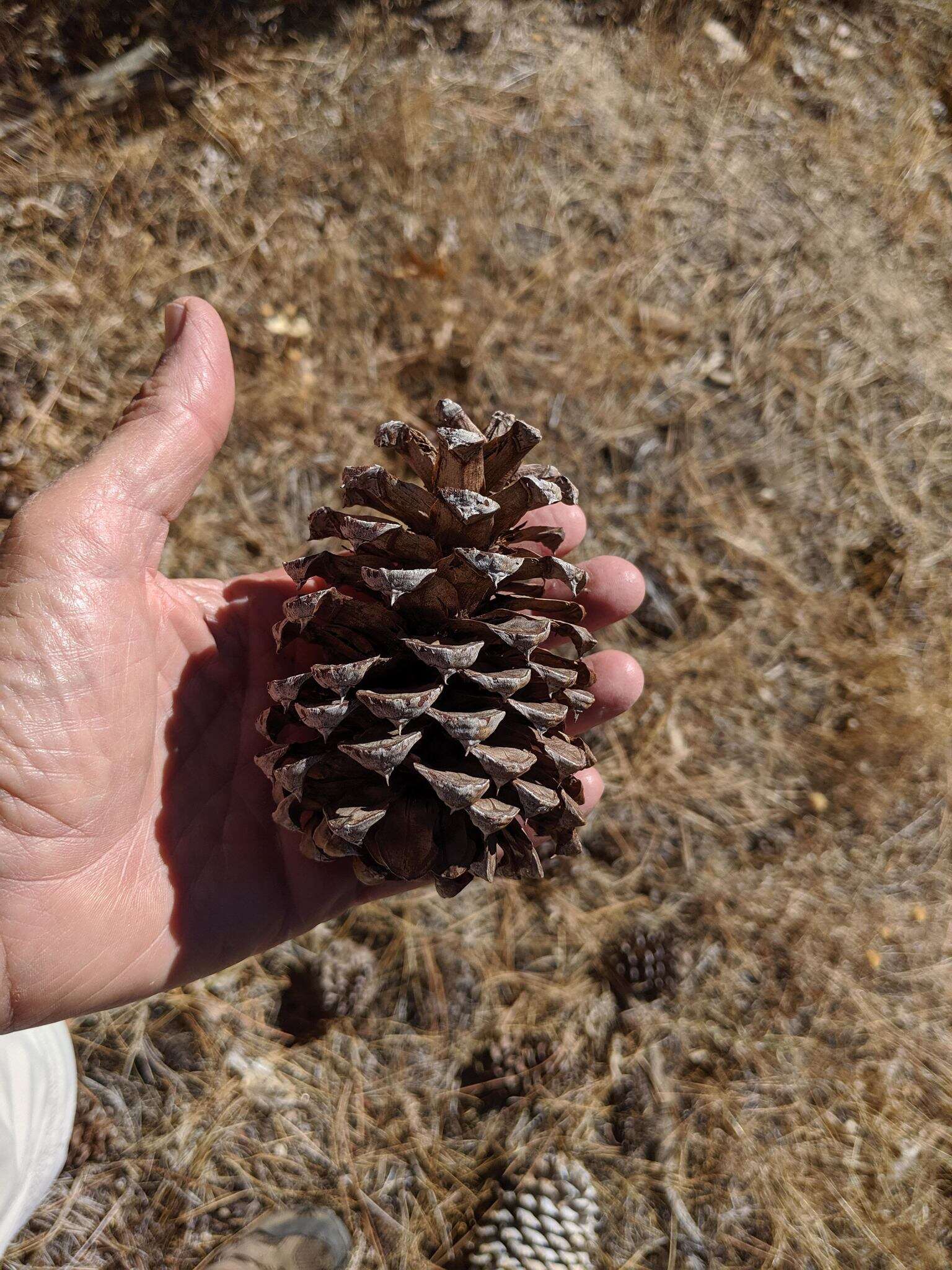 Image de Pinus ponderosa var. ponderosa