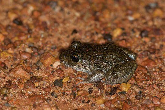 Image of Marbled Frog