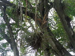 Image of Tillandsia inopinata Espejo, López-Ferr. & W. Till