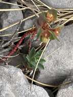 Image of Euphorbia triflora Schott, Nyman & Kotschy