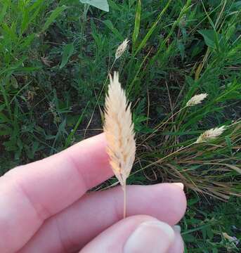 Image of Carolina canarygrass