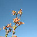 Image of Erica arachnocalyx E. G. H. Oliver