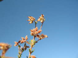 Image of Erica arachnocalyx E. G. H. Oliver