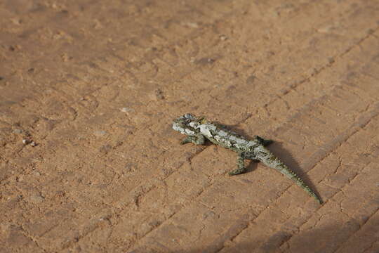 Image of Eastern Cape Dwarf Chameleon