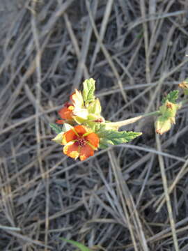 Imagem de Sphaeralcea cordobensis Krapov.