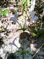 صورة Barleria phillyreifolia Baker