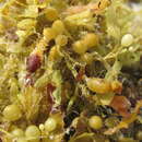 Image of Sargassum fluitans