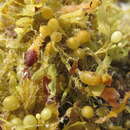 Imagem de Sargassum fluitans