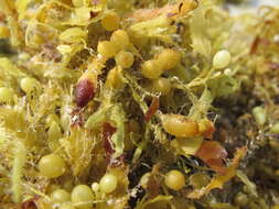 Image of Sargassum fluitans