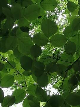 Image of Bursera cinerea Engl.