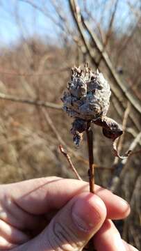 Image of Willow Pinecone Gall Midge