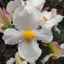 Image of Begonia acerifolia Kunth