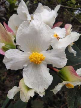 Image of Begonia acerifolia Kunth