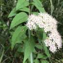 Image of Spiraea formosana Hayata