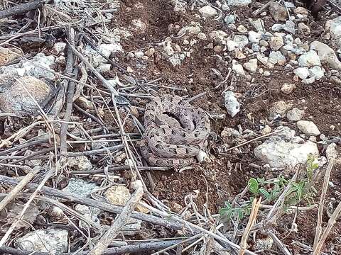 Image of Yucatán Hognose Viper