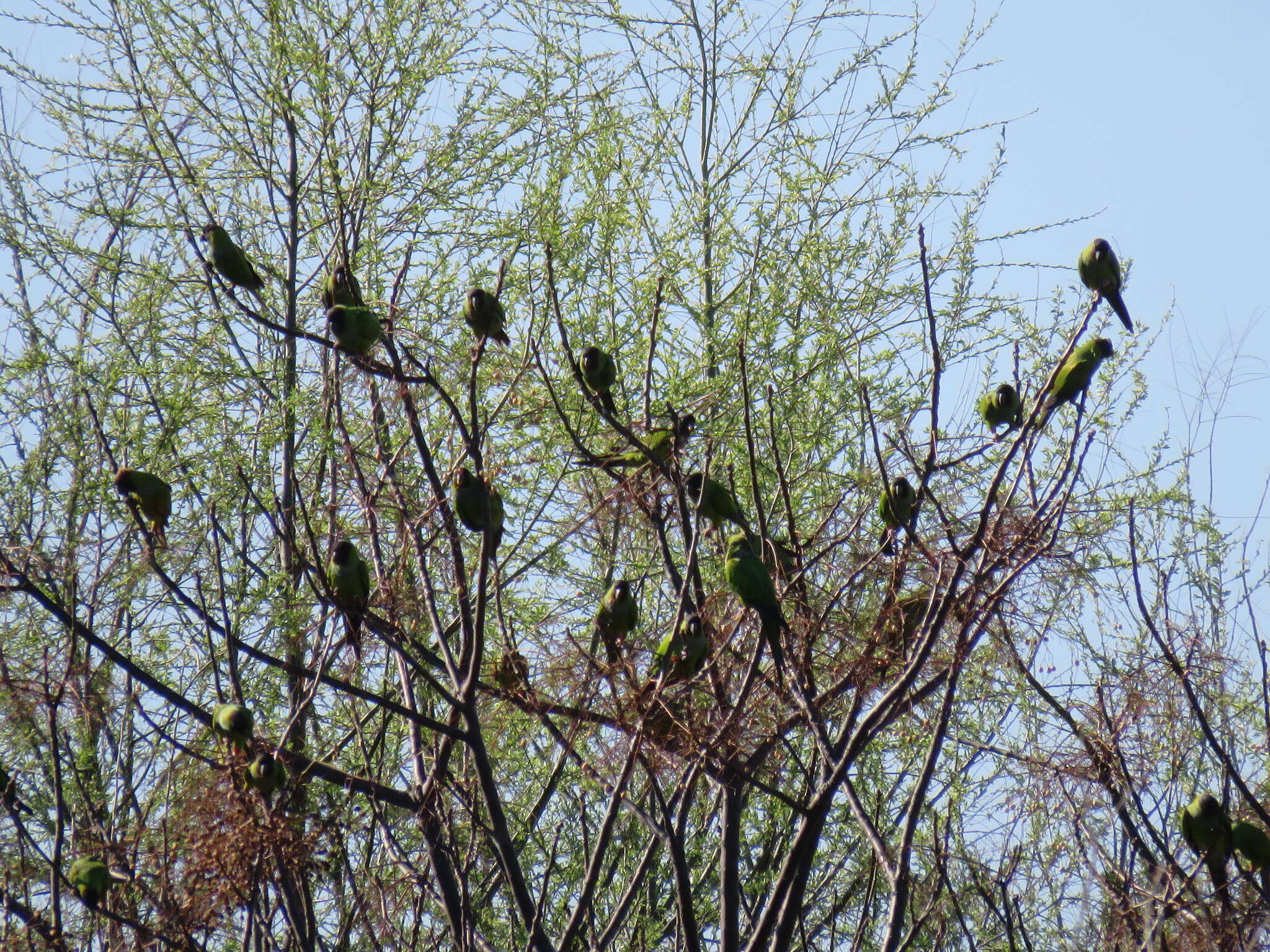 Image of Nanday Parakeet