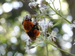 Image de Bombus dahlbomii Guérin-Méneville 1835