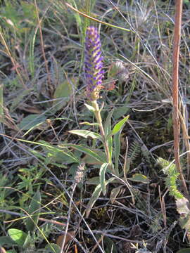 صورة Veronica spicata subsp. fischeri (Trávn.) Albach