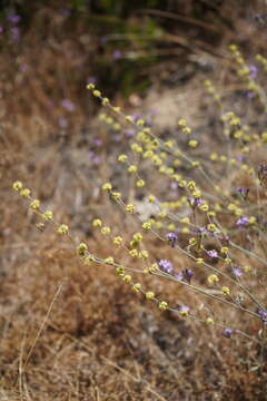 Image of wand buckwheat