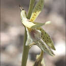 Image of Dipodium interaneum