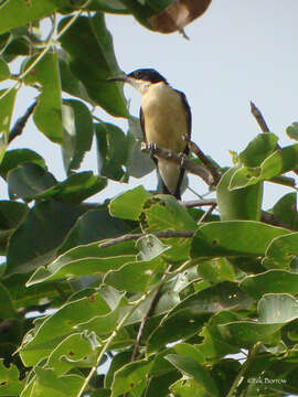 Image of Yellow-bellied Hyliota