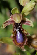 صورة Ophrys speculum subsp. regis-ferdinandii (Acht. & Kellerer ex Renz) Soó