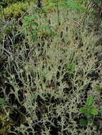 Image of cup lichen