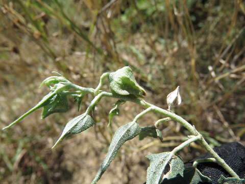 Image of arrowleaf mallow