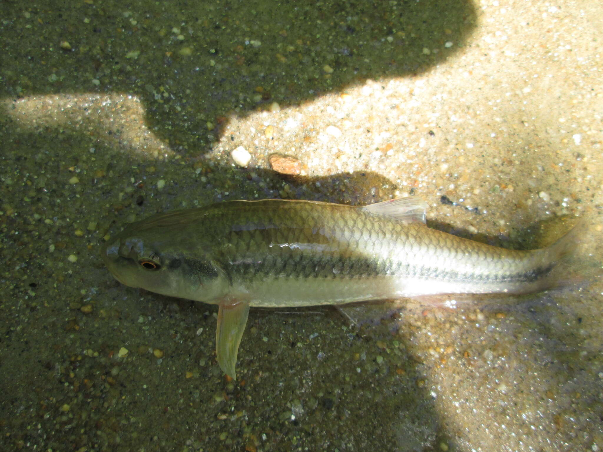 Image of Bluehead Chub