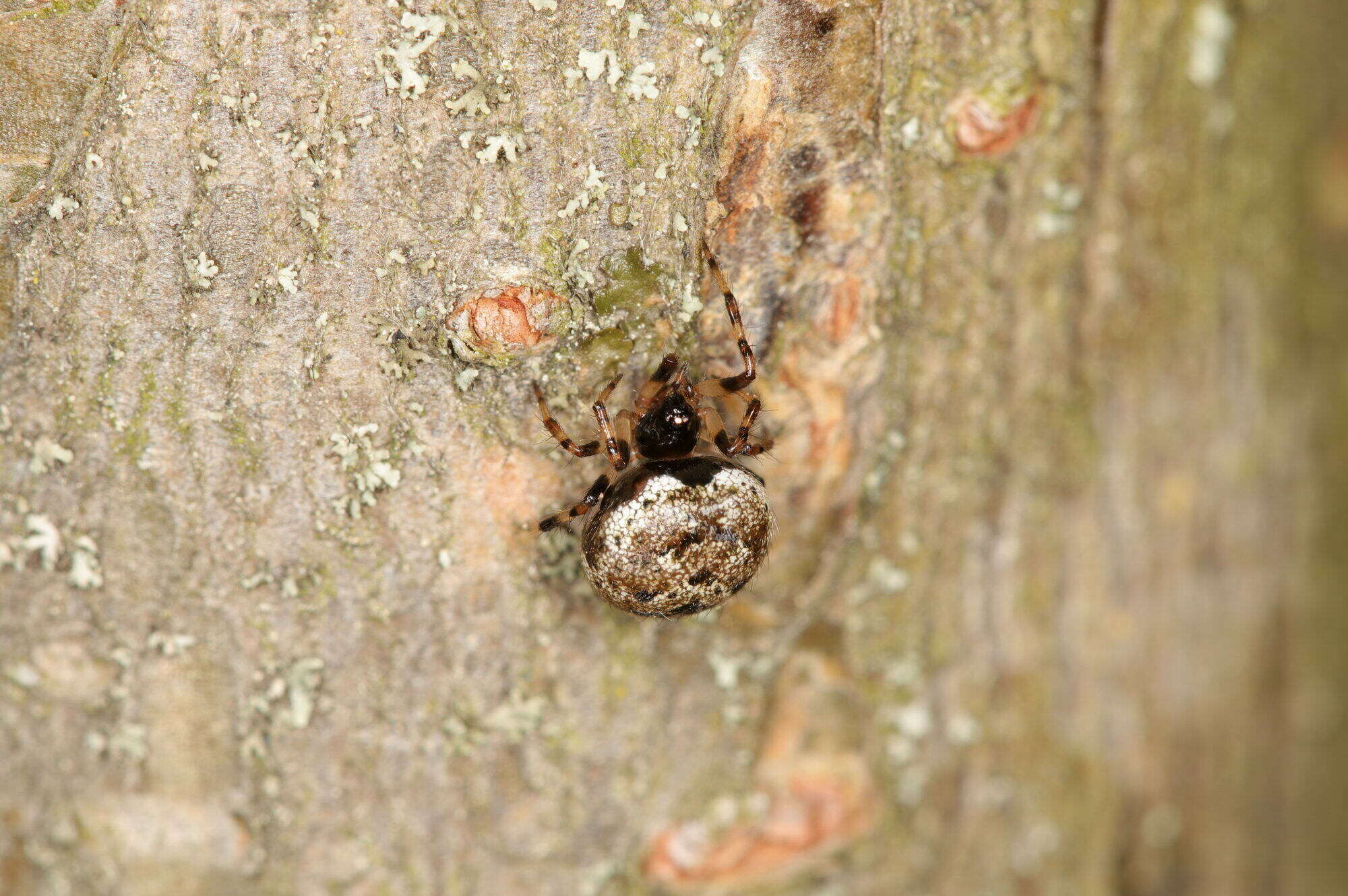 Image of Dipoena melanogaster (C. L. Koch 1837)