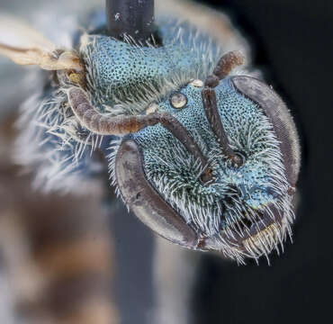 Image of Lasioglossum semicaeruleum (Cockerell 1895)