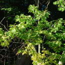 Image of hybrid oak