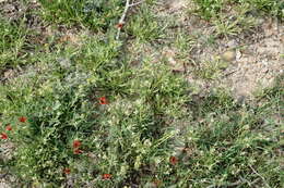 Image of Neotorularia torulosa (Desf.) Hedge & J. Léonard