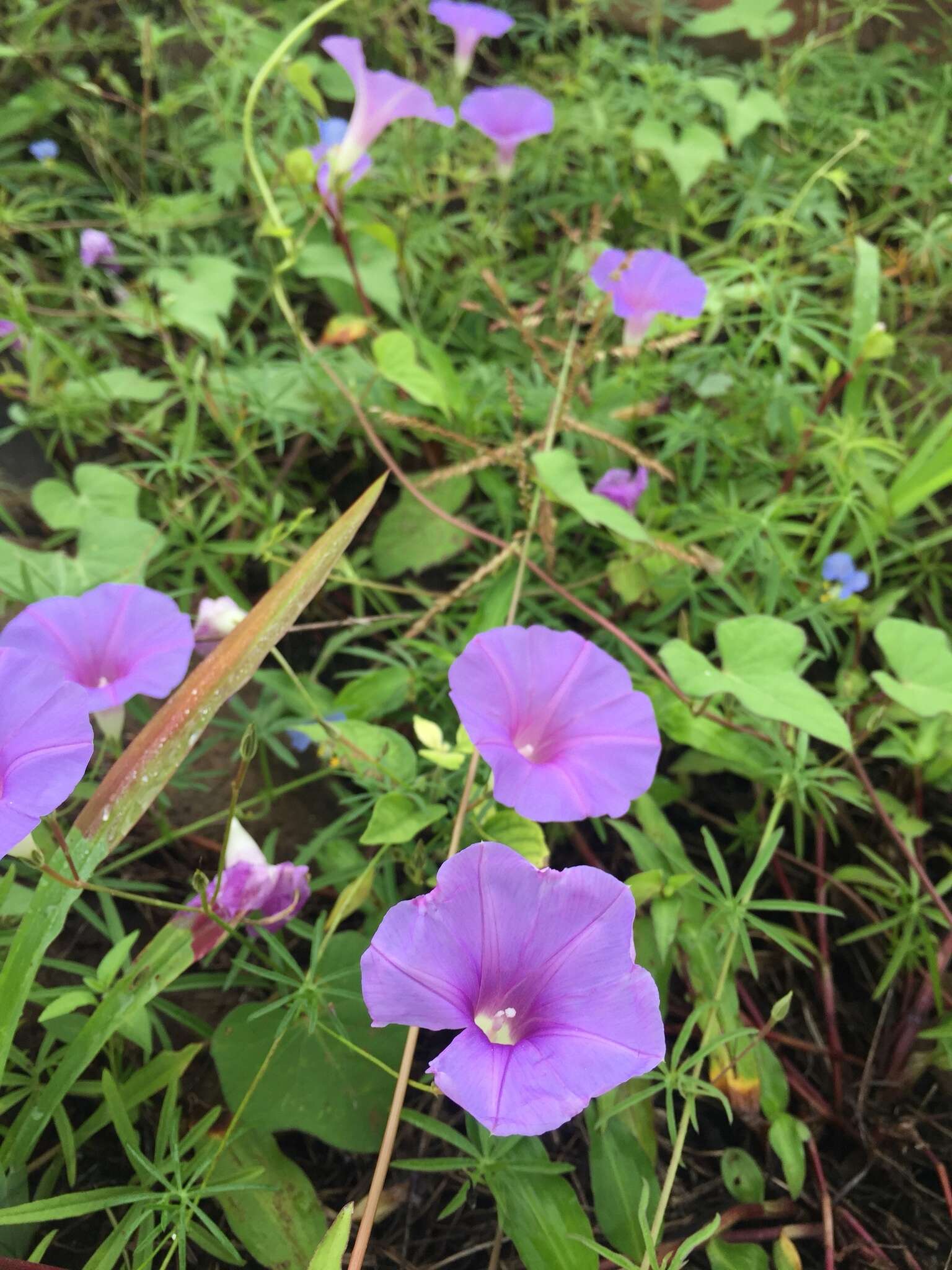 Imagem de Ipomoea ternifolia Cav.