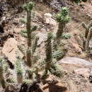 Image de Cylindropuntia abyssi (Hester) Backeb.