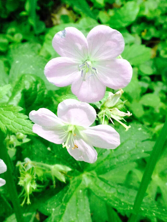 Image of spotted geranium