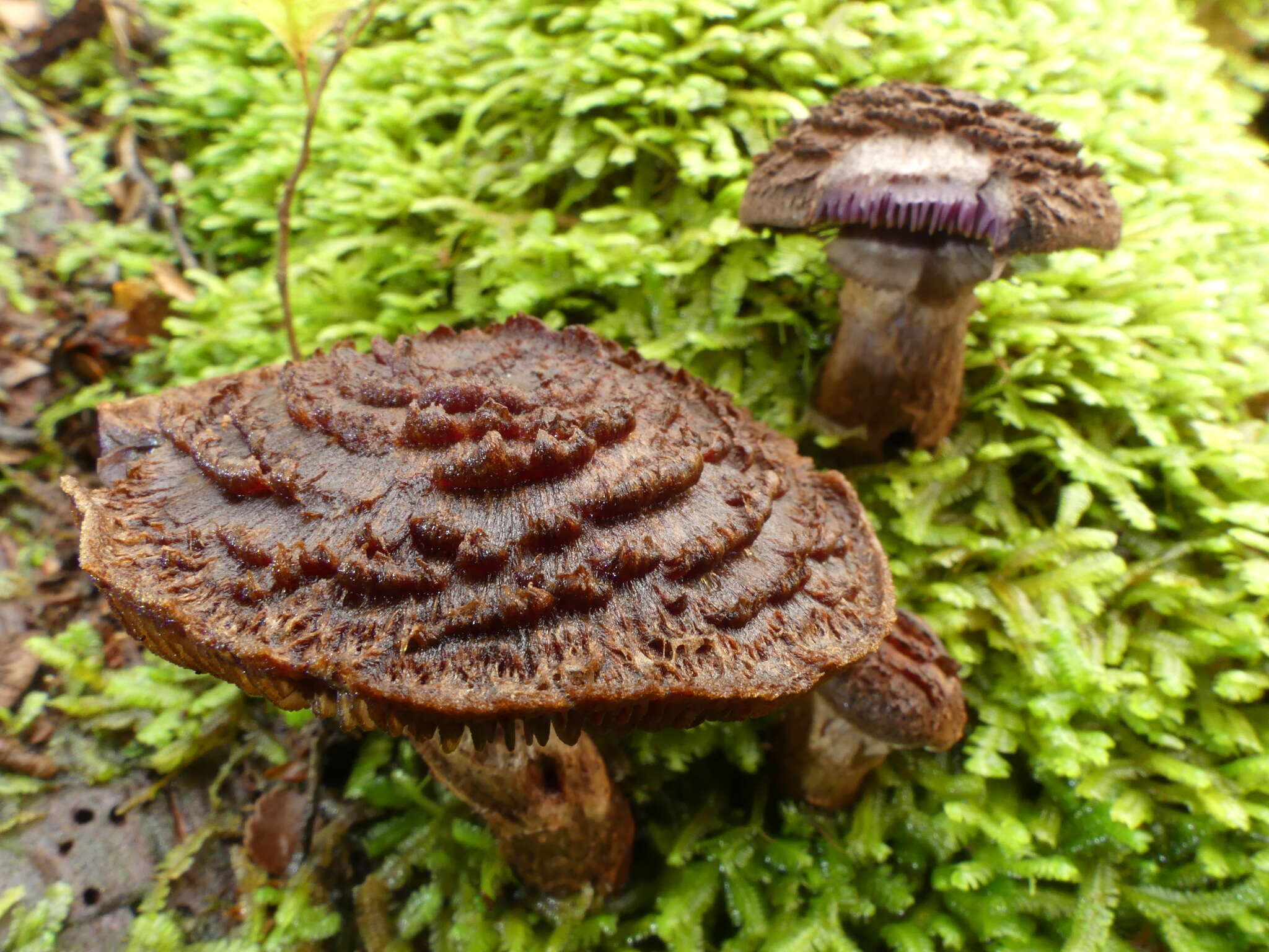 Image of Cortinarius ursus Soop 2001