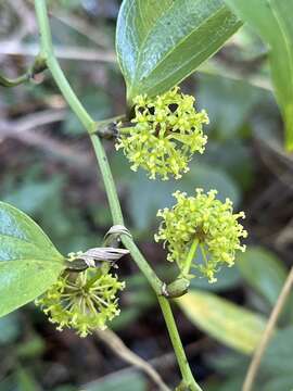 Smilax lanceifolia Roxb. resmi