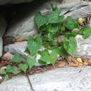 Image of Mexican navelwort