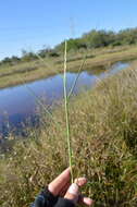 Image of Egyptian Water Crown Grass